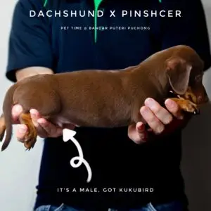 Dachshund mixed Pinscher Puppy for Sale in Puchong Kuala Lumpur KL Malaysia