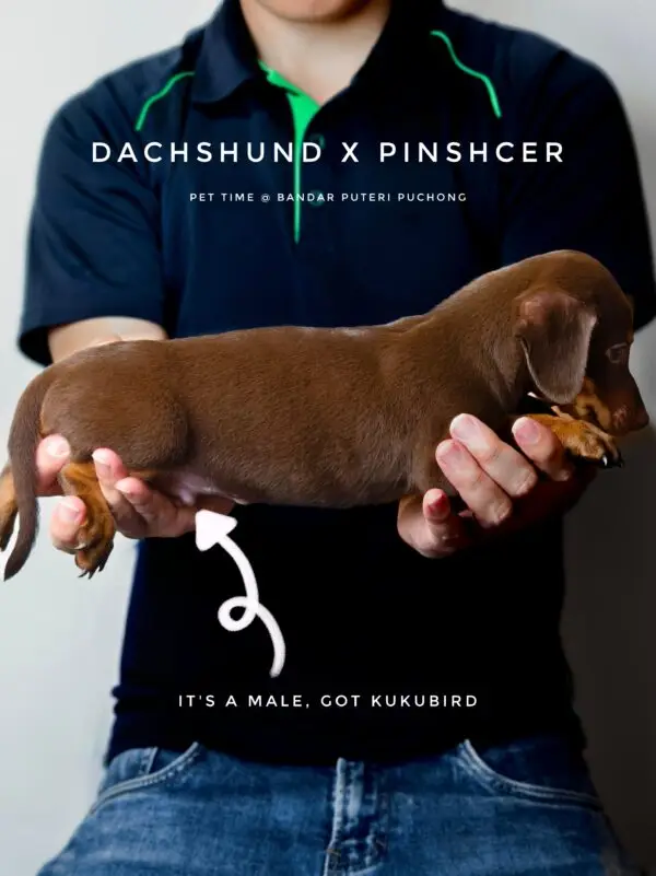 Dachshund mixed Pinscher Puppy for Sale in Puchong Kuala Lumpur KL Malaysia