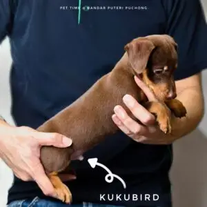 Dachshund mixed Pinscher Puppy for Sale in Puchong Kuala Lumpur KL Malaysia
