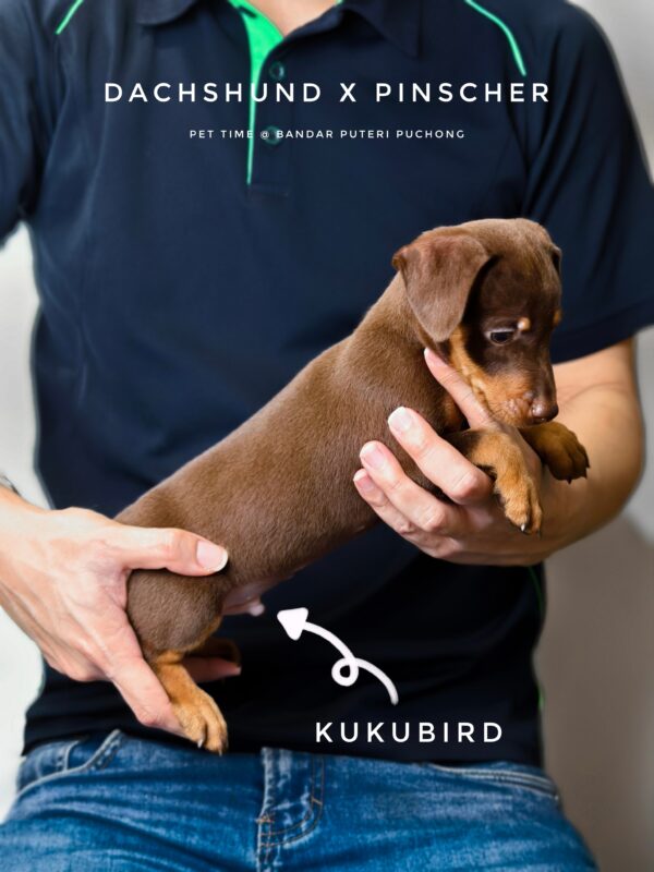 Dachshund mixed Pinscher Puppy for Sale in Puchong Kuala Lumpur KL Malaysia