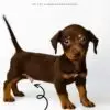 Dachshund mixed Pinscher Puppy for Sale in Puchong Kuala Lumpur KL Malaysia