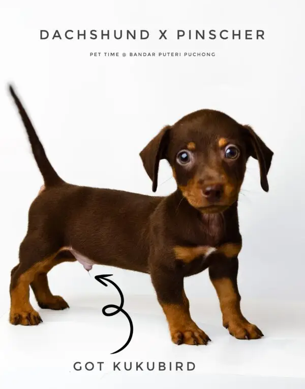 Dachshund mixed Pinscher Puppy for Sale in Puchong Kuala Lumpur KL Malaysia