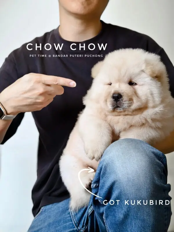 Chow Chow Puppy for Sale in Puchong Kuala Lumpur KL Malaysia