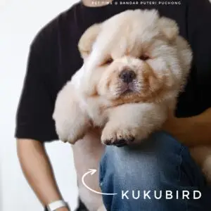 Chow Chow Puppy for Sale in Puchong Kuala Lumpur KL Malaysia