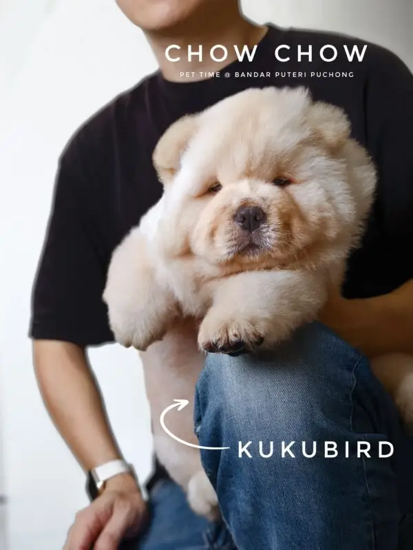 Chow Chow Puppy for Sale in Puchong Kuala Lumpur KL Malaysia
