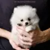 Pomeranian Puppy for Sale in Puchong Kuala Lumpur KL Malaysia