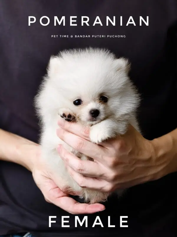 Pomeranian Puppy for Sale in Puchong Kuala Lumpur KL Malaysia