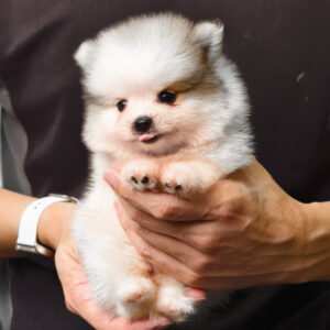 Pomeranian Puppy for Sale in Puchong Kuala Lumpur KL Malaysia