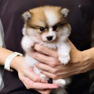 Pomeranian Puppy for Sale in Puchong Kuala Lumpur KL Malaysia