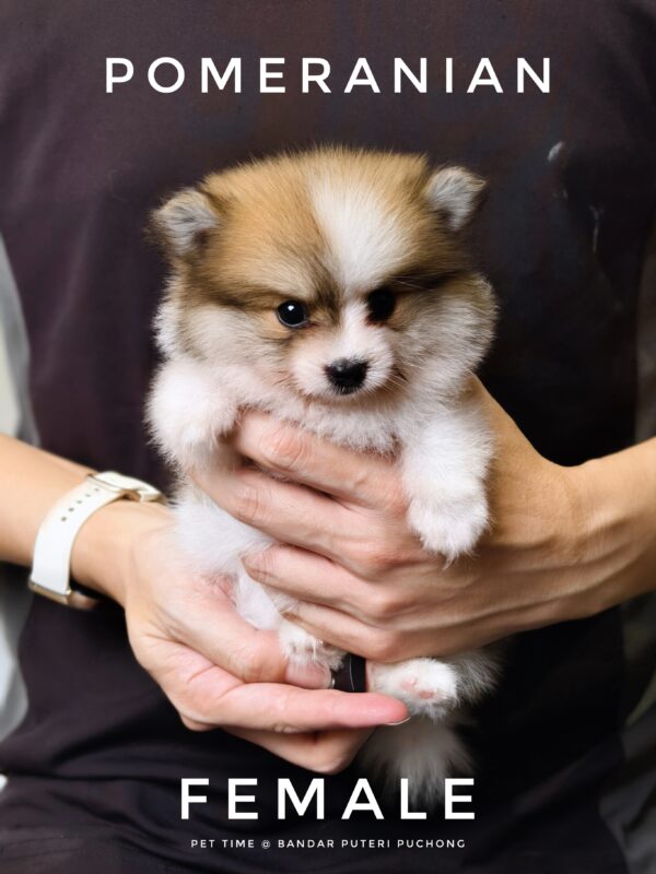 Pomeranian Puppy for Sale in Puchong Kuala Lumpur KL Malaysia