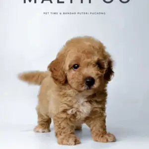 Maltipoo Puppy for Sale in Puchong Kuala Lumpur KL Malaysia