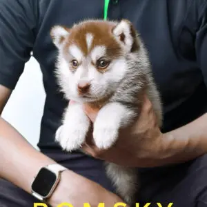 Pomsky Puppy for Sale in Puchong Kuala Lumpur KL Malaysia