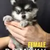 Pomsky Puppy for Sale in Puchong Kuala Lumpur KL Malaysia