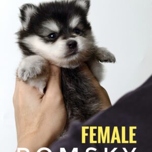 Pomsky Puppy for Sale in Puchong Kuala Lumpur KL Malaysia