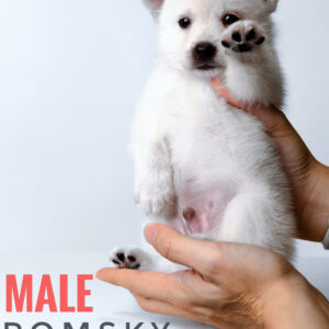 Pomsky Puppy for Sale in Puchong Kuala Lumpur KL Malaysia