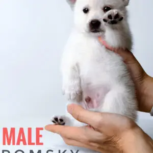 Pomsky Puppy for Sale in Puchong Kuala Lumpur KL Malaysia
