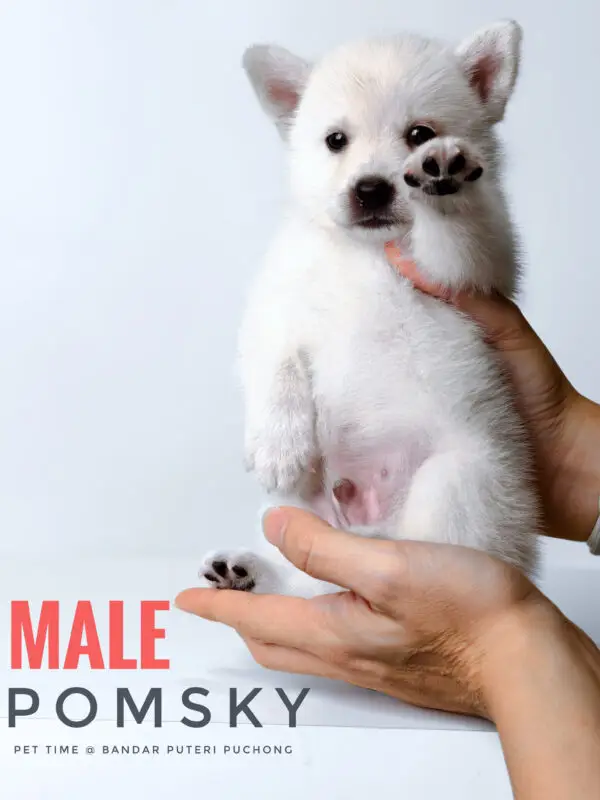 Pomsky Puppy for Sale in Puchong Kuala Lumpur KL Malaysia