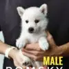 Pomsky Puppy for Sale in Puchong Kuala Lumpur KL Malaysia