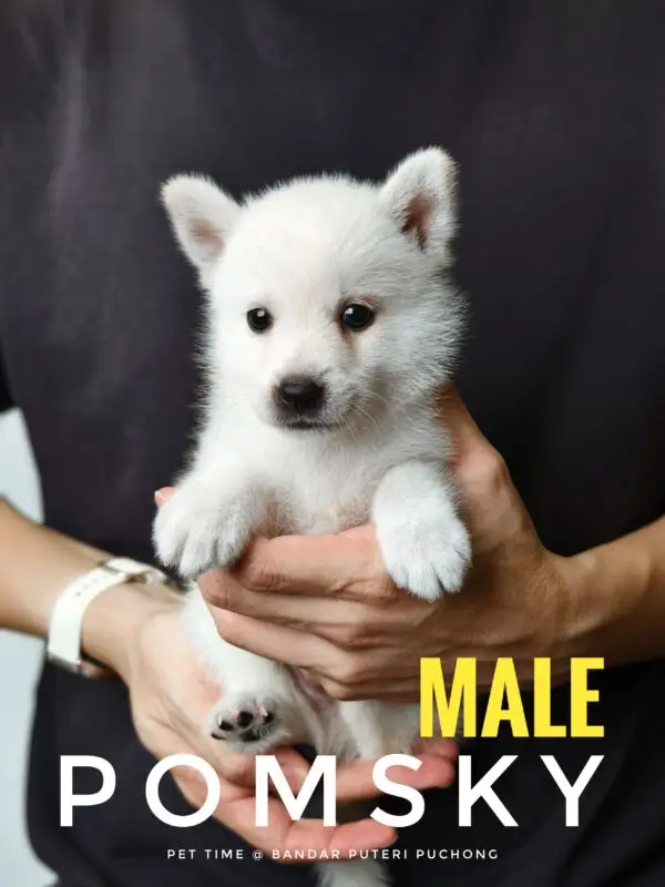 Pomsky Puppy for Sale in Puchong Kuala Lumpur KL Malaysia