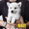 Pomsky Puppy for Sale in Puchong Kuala Lumpur KL Malaysia