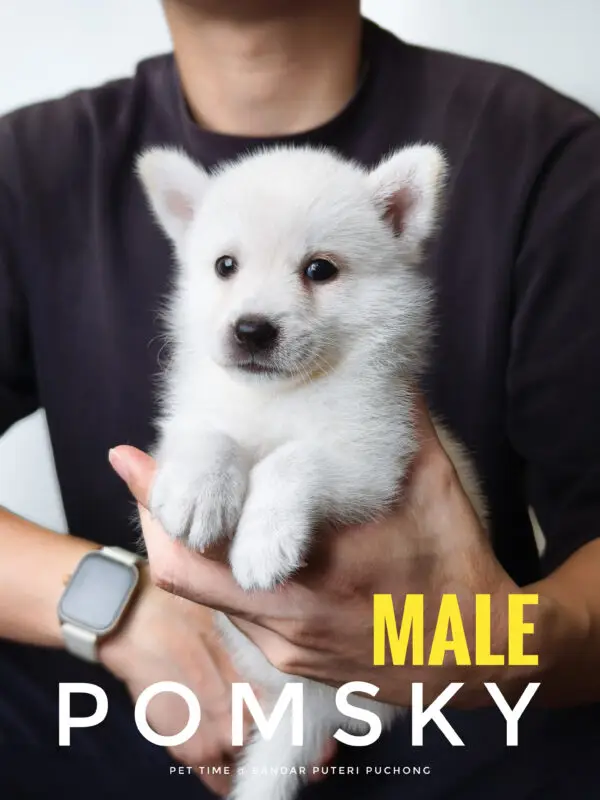 Pomsky Puppy for Sale in Puchong Kuala Lumpur KL Malaysia