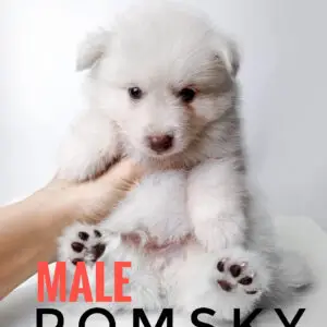 Pomsky Puppy for Sale in Puchong Kuala Lumpur KL Malaysia