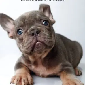 French Bulldog Puppy for Sale in Puchong Kuala Lumpur KL Malaysia