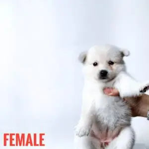 Pomsky Puppy for Sale in Puchong Kuala Lumpur KL Malaysia