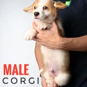 Corgi Puppy for Sale in Puchong Kuala Lumpur KL Malaysia