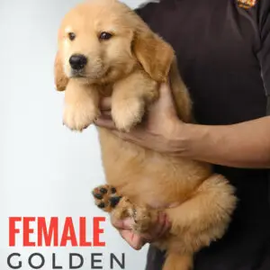 Golden Retriever Puppy for Sale in Puchong Kuala Lumpur KL Malaysia
