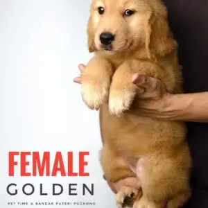 Golden Retriever Puppy for Sale in Puchong Kuala Lumpur KL Malaysia