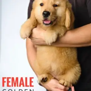 Golden Retriever (Big Bone)  - Female