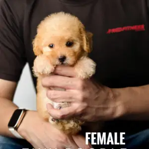 Tiny Poodle Puppy for Sale in Puchong Kuala Lumpur KL Malaysia