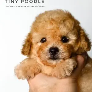 Tiny Poodle Puppy for Sale in Puchong Kuala Lumpur KL Malaysia