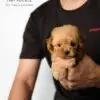 Tiny Poodle Puppy for Sale in Puchong Kuala Lumpur KL Malaysia
