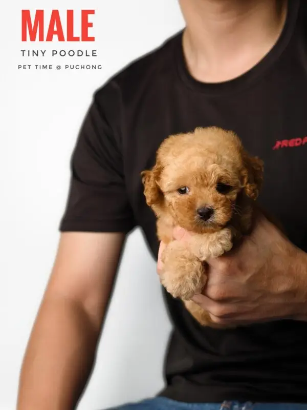 Tiny Poodle Puppy for Sale in Puchong Kuala Lumpur KL Malaysia