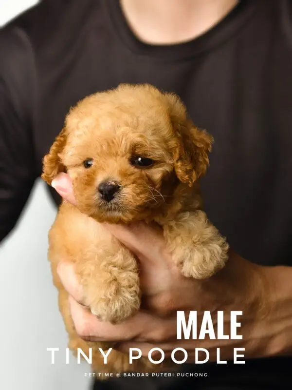 Tiny Poodle Puppy for Sale in Puchong Kuala Lumpur KL Malaysia