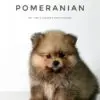 Pomeranian Puppy for Sale in Puchong Kuala Lumpur KL Malaysia