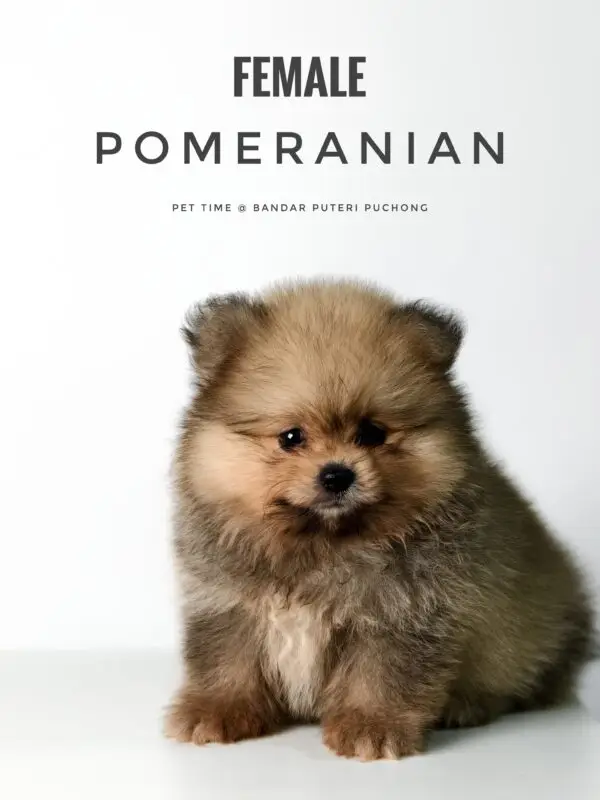 Pomeranian Puppy for Sale in Puchong Kuala Lumpur KL Malaysia