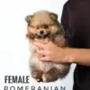 Pomeranian Puppy for Sale in Puchong Kuala Lumpur KL Malaysia