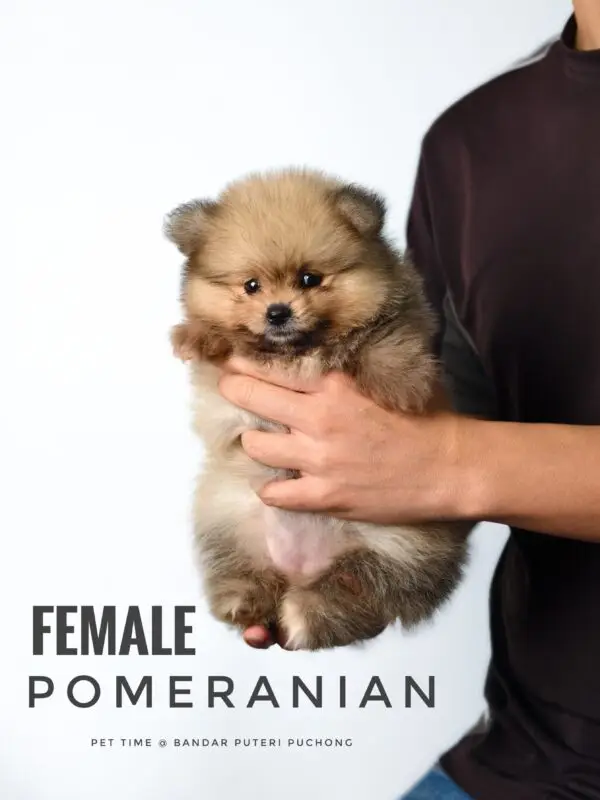Pomeranian Puppy for Sale in Puchong Kuala Lumpur KL Malaysia