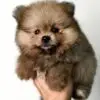 Pomeranian Puppy for Sale in Puchong Kuala Lumpur KL Malaysia