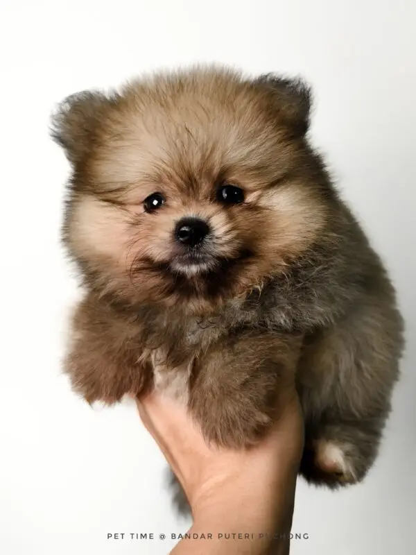 Pomeranian Puppy for Sale in Puchong Kuala Lumpur KL Malaysia