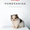 Pomeranian Puppy for Sale in Puchong Kuala Lumpur KL Malaysia