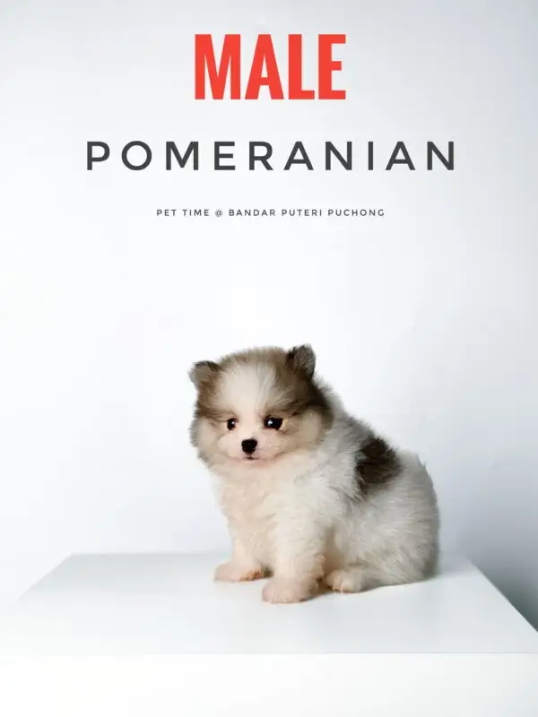 Pomeranian Puppy for Sale in Puchong Kuala Lumpur KL Malaysia