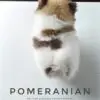 Pomeranian Puppy for Sale in Puchong Kuala Lumpur KL Malaysia