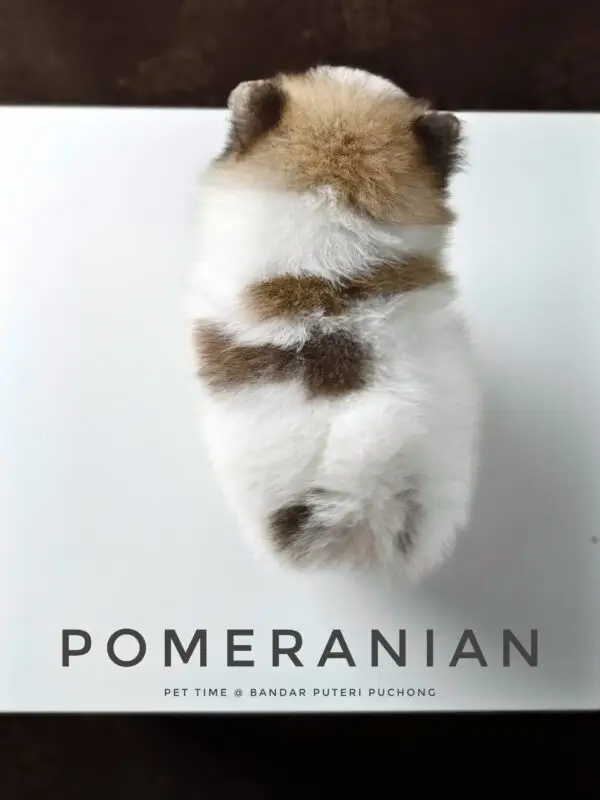 Pomeranian Puppy for Sale in Puchong Kuala Lumpur KL Malaysia