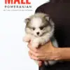 Pomeranian Puppy for Sale in Puchong Kuala Lumpur KL Malaysia