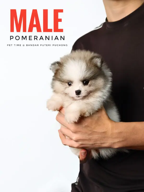 Pomeranian Puppy for Sale in Puchong Kuala Lumpur KL Malaysia