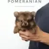 Pomeranian Puppy for Sale in Puchong Kuala Lumpur KL Malaysia